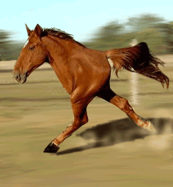 ATT00071.gif