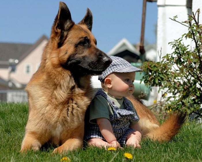 Description:                                                            kids and pets