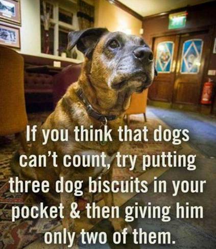 Image may                                        contain: dog and text