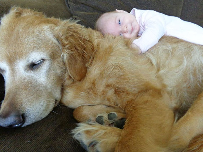Description:                                                            kids and pets