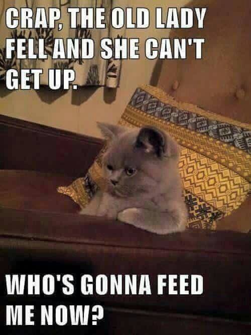 Image may contain:
                                                          cat, meme and
                                                          text