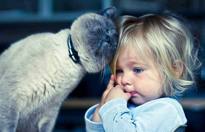 Description:                                                            kids and pets