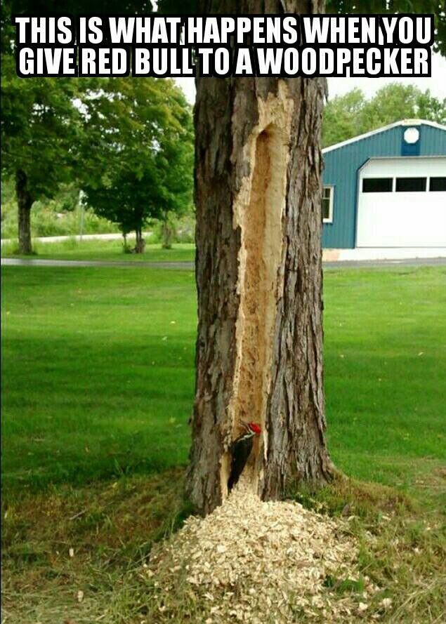 Image may contain:
                                                          tree, outdoor,
                                                          text and
                                                          nature