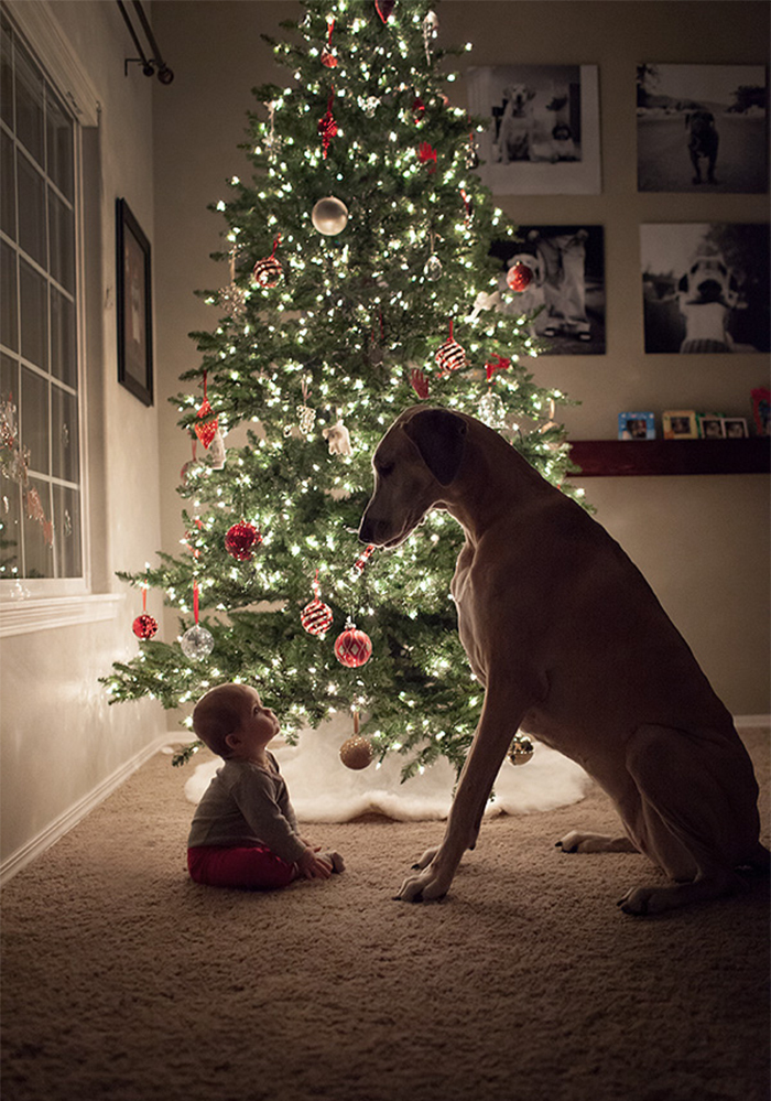 Description:                                                            kids and pets