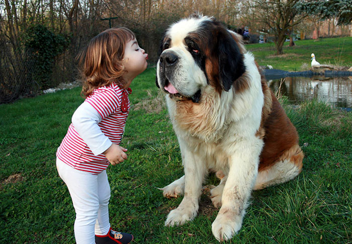 Description:                                                            kids and pets