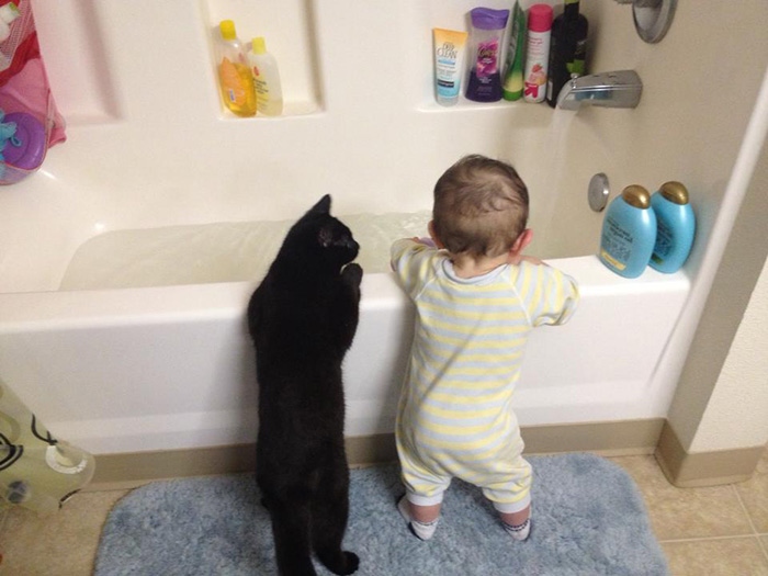 Description:                                                            kids and pets