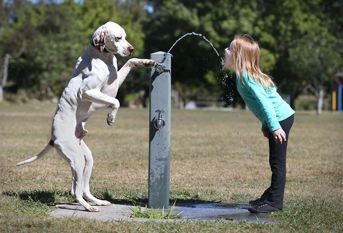 Description:                                                            kids and pets