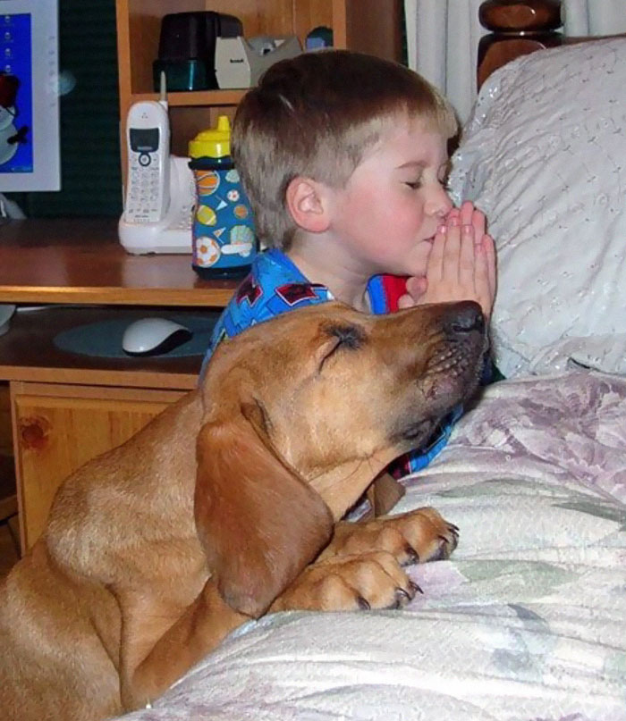 Description:                                                            kids and pets