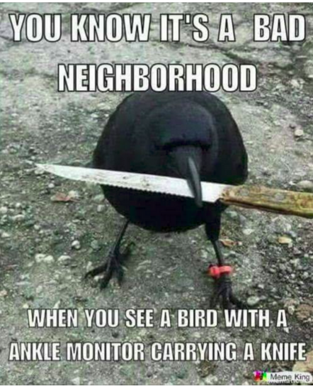 bird