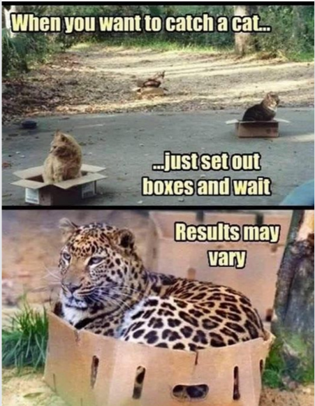 cats
