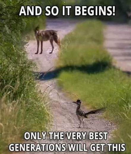 roadrunner